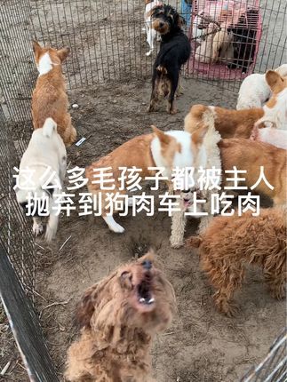 大六子宠物狗猫:#柯基#泰迪#边牧#萨摩#宠物狗 每天逛一逛农村宠物大集,养殖基地盘漏