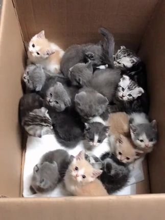 大六子宠物狗猫于20211009发布的作品
