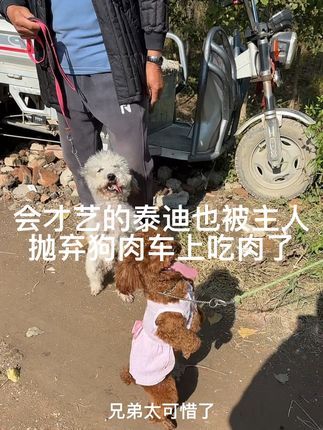 大六子宠物狗猫:#泰迪#灰泰迪#会才艺的狗狗#会走路的泰迪#狗肉车 每天逛一逛农村宠物大集,养殖基地盘漏