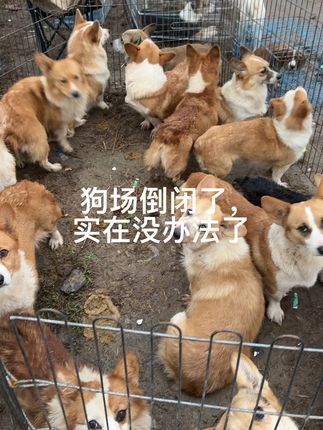 大六子宠物狗猫:#柯基#养殖户#带尾巴的柯基 每天逛一逛农村宠物大集,养殖基地盘漏