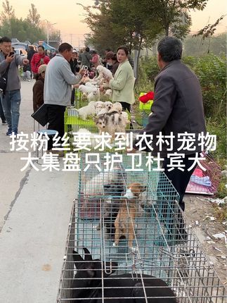 大六子宠物狗猫:#护卫犬#杜宾犬#比格#马犬#德牧 每天逛一逛农村宠物大集,养殖基地盘漏