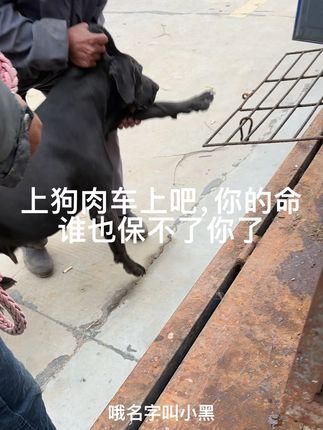 大六子宠物狗猫:#拉布拉多 #金毛 #边牧 #比格 #狗肉车 每天逛一逛农村宠物大集,养殖基地盘漏
