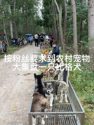 大六子宠物狗猫:#拉布拉多 #比格#比特#柴犬#宠物狗 每天逛一逛农村宠物大集,养殖基地盘漏