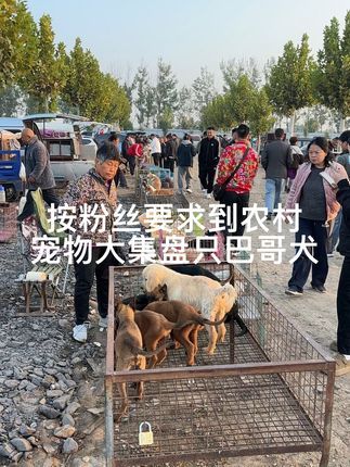 大六子宠物狗猫:#拉布拉多 #巴哥犬#杜高犬#杜宾#莱州红 每天逛一逛农村宠物大集,养殖基地盘漏