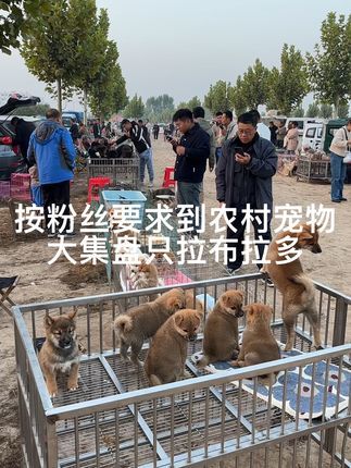 大六子宠物狗猫:#拉布拉多 #柴犬#巴哥#小鹿犬#恶霸犬 每天逛一逛农村宠物大集,养殖基地盘漏