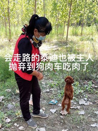 大六子宠物狗猫:#泰迪#比熊#会走路的泰迪#会才艺的泰迪#才艺狗狗 每天逛一逛农村宠物大集,养殖基地盘漏