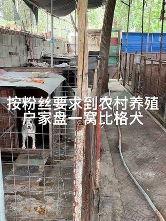 大六子宠物狗猫:#恶霸犬#比格犬#雪纳瑞#微体恶霸犬#宠物狗 每天逛一逛农村宠物大集,养殖基地盘漏