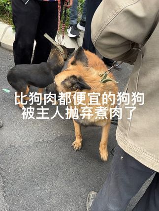 大六子宠物狗猫:#拉布拉多 #金毛 #边牧 #马犬#狗肉车 每天逛一逛农村宠物大集,养殖基地盘漏