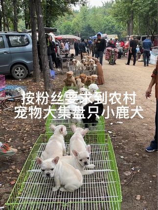 大六子宠物狗猫:#法牛#马犬#比熊#小鹿#茶杯犬 每天逛一逛农村宠物大集,养殖基地盘漏
