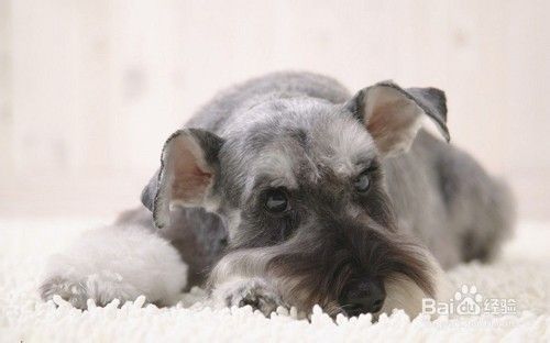 狗狗梳理毛发的要点和方法