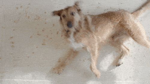 为你铲屎为你写诗？现代版铲屎官何必那么有才 