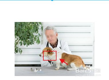 不是本专业怎么考兽医