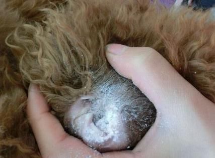 如何给贵宾犬拔耳毛（宠物护理技巧｜简单易学的耳毛清理方法）