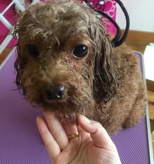 如何给贵宾犬拔耳毛（宠物护理技巧｜简单易学的耳毛清理方法）