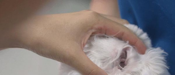 如何给贵宾犬拔耳毛（宠物护理技巧｜简单易学的耳毛清理方法）