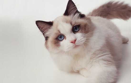 猫异食癖是什么引起的 原因竟这么复杂！