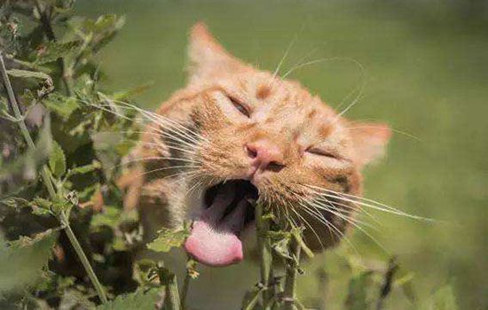 猫异食癖是什么引起的 原因竟这么复杂！