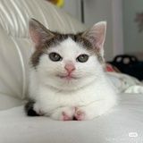 胡辣汤圆