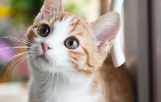 猫咪异食癖怎么办 主人知道有哪些原因吗？