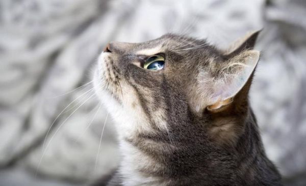 猫奴分五个级别，看看你在哪个档次呢？