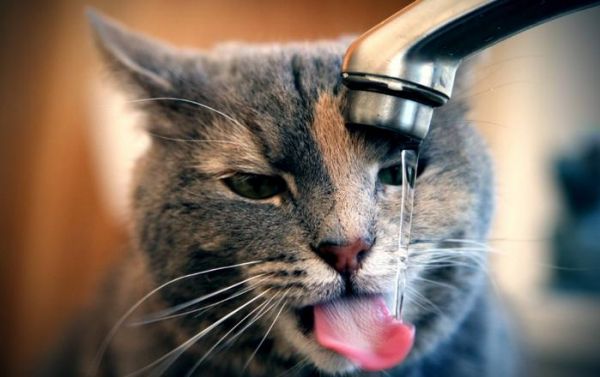 猫奴分五个级别，看看你在哪个档次呢？