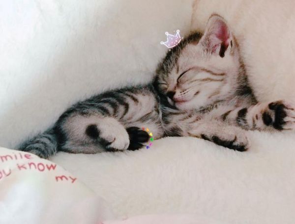 猫奴分五个级别，看看你在哪个档次呢？