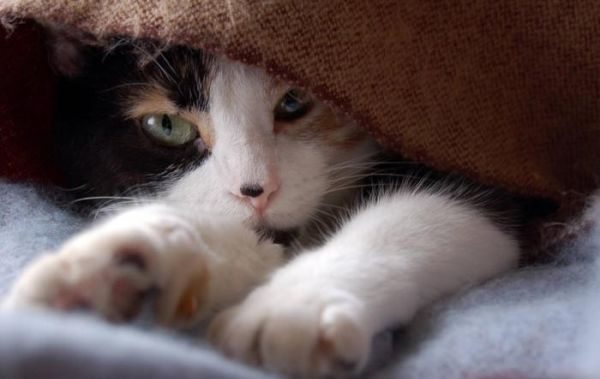 猫奴分五个级别，看看你在哪个档次呢？