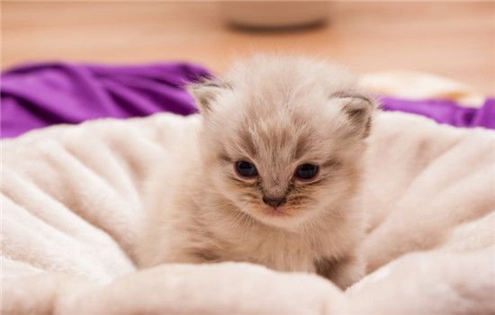 猫为什么不用猫砂盆 猫不使用猫砂盆的四个常见原因