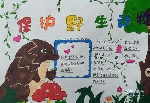保护野生动物主题画手抄报保护动物手抄报