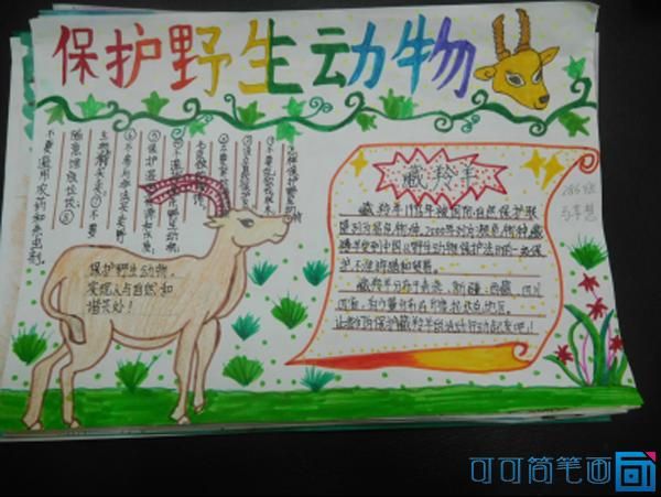 保护珍稀野生动物手抄报 保护动物手抄报