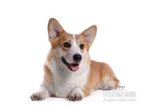 如何纠柯基犬的坏习惯