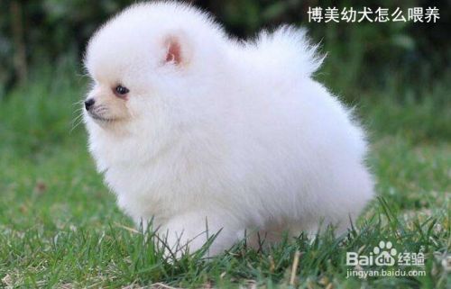 博美幼犬怎么喂养
