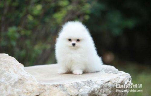 博美幼犬怎么喂养