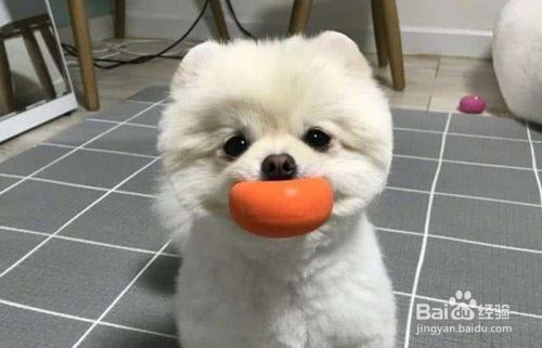 博美幼犬怎么喂养