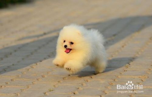 博美幼犬怎么喂养