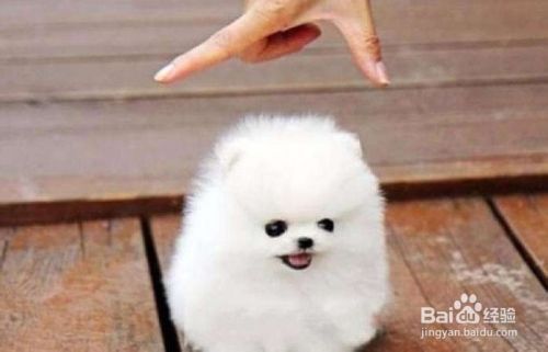 博美幼犬怎么喂养