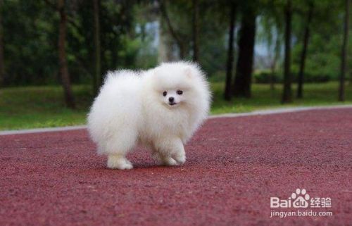博美幼犬怎么喂养