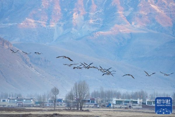 黑颈鹤结束“寒假” 迁徙拉开帷幕