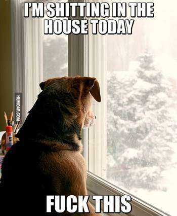 dog-looking-out-window-at-snow.jpg