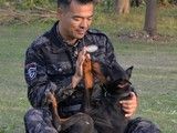 南通海安2-4个月幼犬训练 附近训犬基地 附近训犬基地