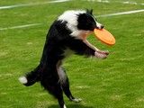 南通如东上门纠正训犬 训狗训犬免费接送上门