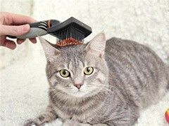 如东上门纠正训犬-宠爱多训犬学校