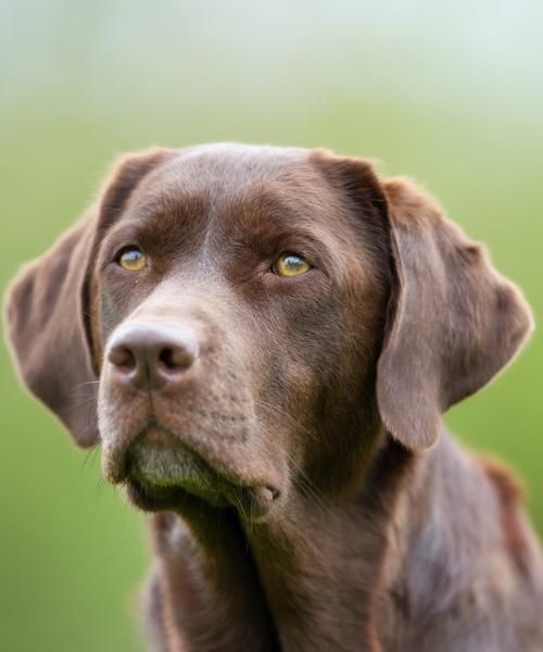 如何除掉拉布拉多身上的狗虱？（宠物犬狗虱子防治全攻略）
