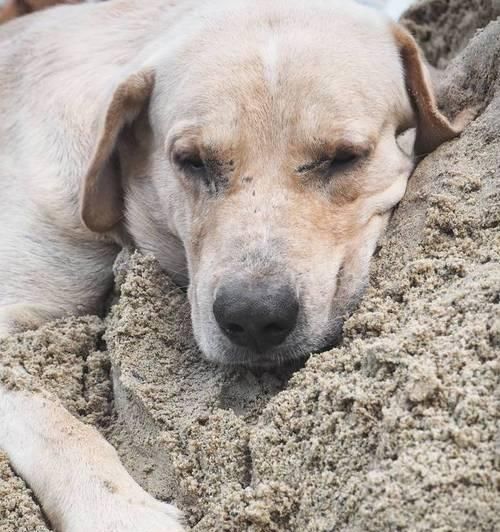 如何除掉拉布拉多身上的狗虱？（宠物犬狗虱子防治全攻略）