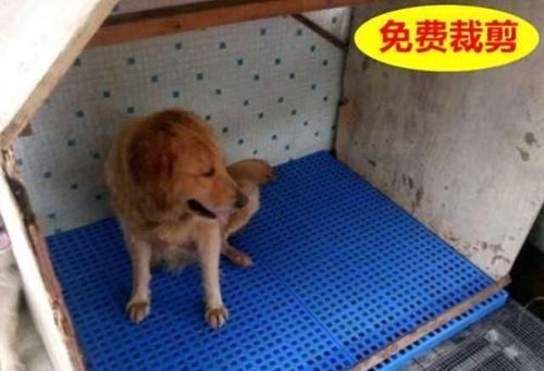 狗狗不能去的游乐场所（非宠物友好场所丨宠物主人注意）