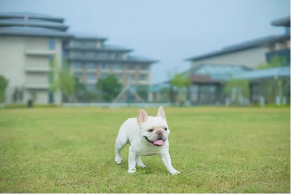 宠物友好型酒店：带着你的宠物一起去旅行吧