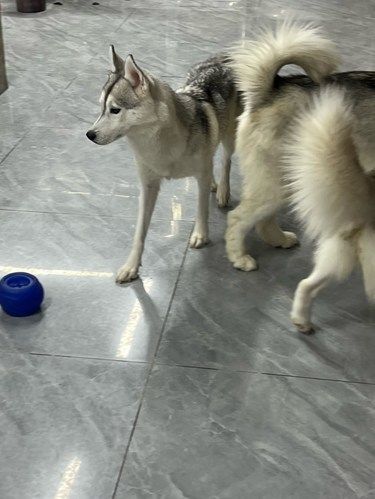 狗狗的快乐，我的快乐