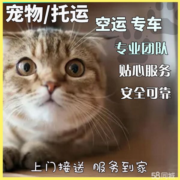 宠物托运·宠物托运含保险空运铁路运输中转派送全国往返价格合理上门接送一站式到家