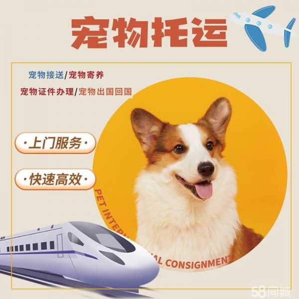 宠物托运·宠物托运空运汽运飞机火车铁路空调专车顺丰车上门接送全国可达价优派送到家