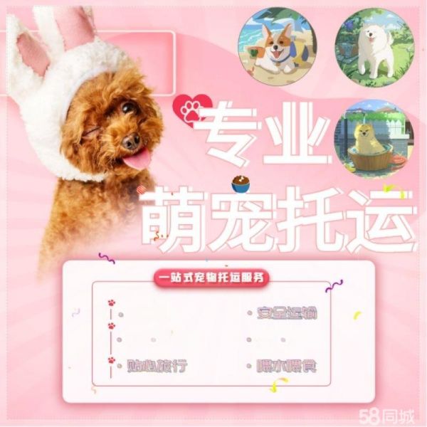 宠物托运·宠物托运空调专车人宠同行中途喂养价格公道全国l联网无忧往返24小时上门